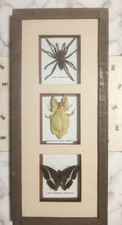 Framed Real Insects In A Large Wooden & Glass Frame Taxidermy/insect/entomology