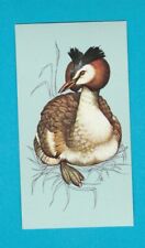 BRITISH BIRDS - TETLEY TEA - CARD NO. 43  -  GREAT  CRESTED  GREBE  -  1970