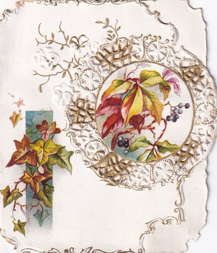 Virginia creeper berries - creeper,,