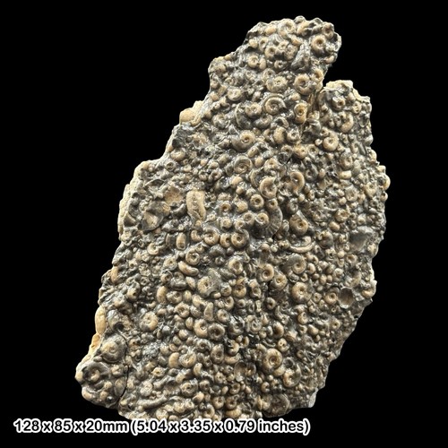 Fossil ammonite bed - bed, lias