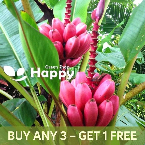 Pink banana plant - 10, seeds