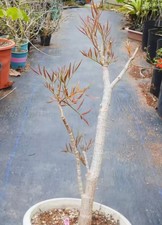 Cyphostemma mappia wysiwyg - cyphostemma,