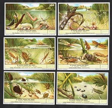 Pond Life Cards Set Liebig