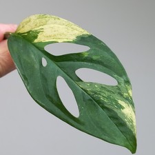 VERY RARE! Monstera Acuminata