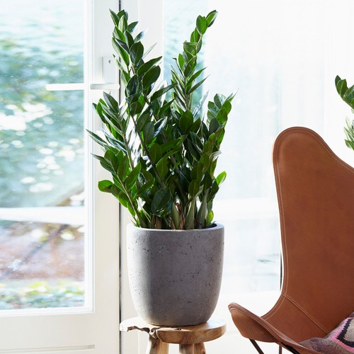 Zamioculcas large indoor house - indoor,