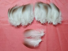 20 Mallard Bronze Hackle Feathers 3.5" / 9cm - Fly Fishing