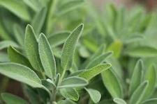 Italian Sage, Salvia