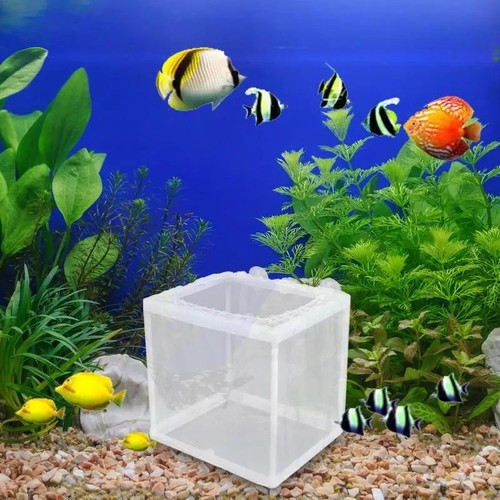 Aquarium fish tank - s/, guppy