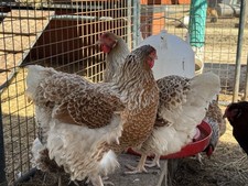 Laced Red Wyandotte Hatching