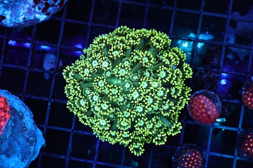 Lime green goniopora wysiwyg - green,