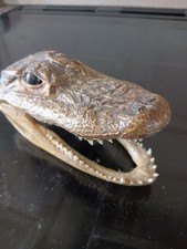 Crocodile skull
