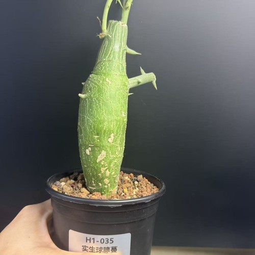 Rare plant cacti - rare,