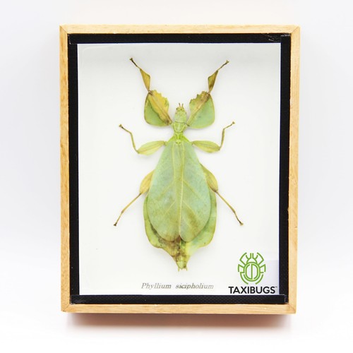 Leaf insect phylium - insect,
