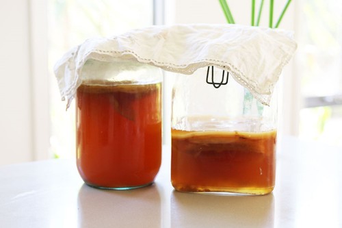 Organic kombucha scoby starter - scoby,