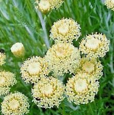 Santolina etrusca - Etruscan Cotton Lavender-35 seeds