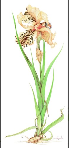Hide and seek tiger art - art, print