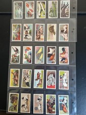 FULL SET - CAVANDERS- LITTLE