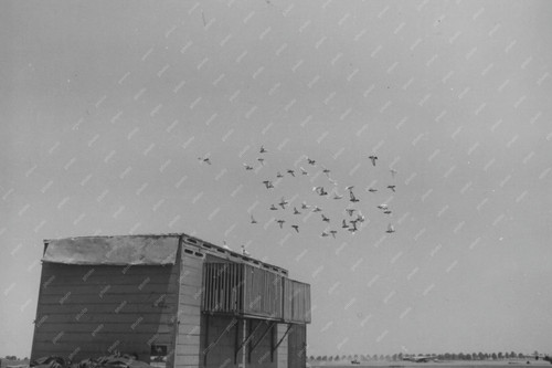Homing pigeons the ninth - pigeons,