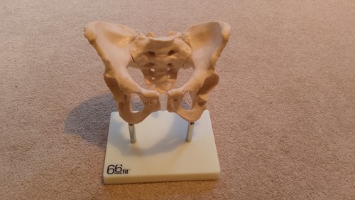 Human anatomy model hip - model, of