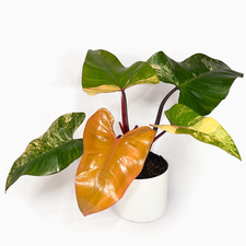 Philodendron ‘Strawberry