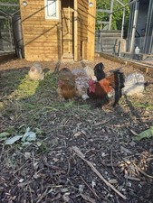 X12 Pekin Bantam Eggs *Not