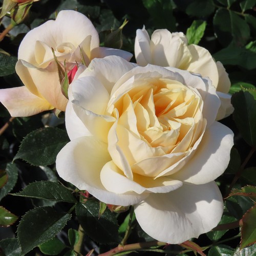 Memorial gift rose rest - rose, 'rest