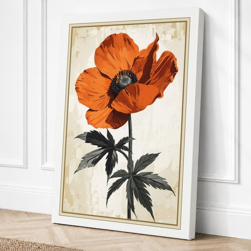 Red poppy study - study, botanical