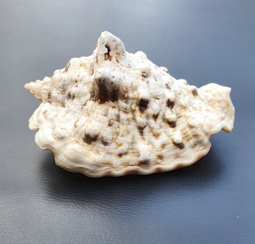 Strombidae sea shell - sea,