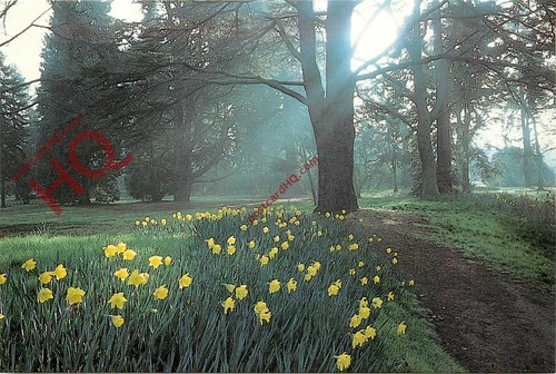 Picture postcard wisley - picture,