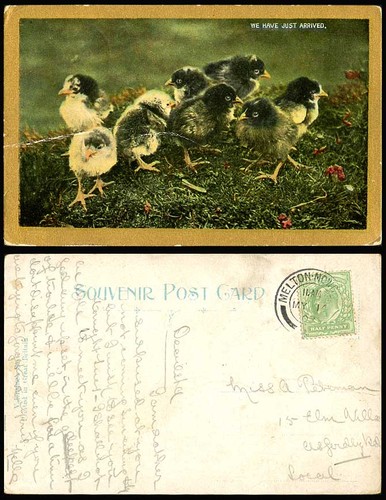 Chicks young birds we - young,