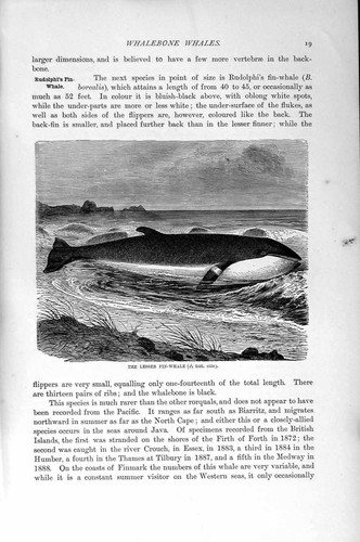 Original old antique print - old,