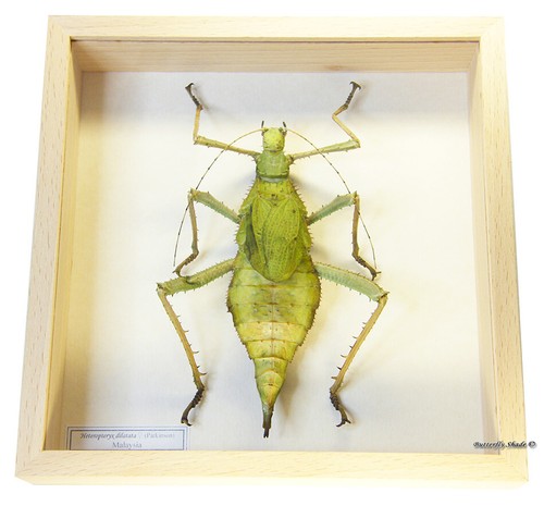 Real mounted framed insect - framed,