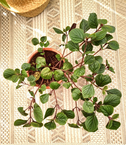 Plectranthus ciliatus nico - ciliatus,