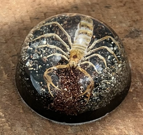 Vintage real scorpion - real,