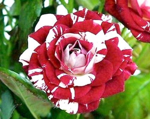 Red white dragon - rose,