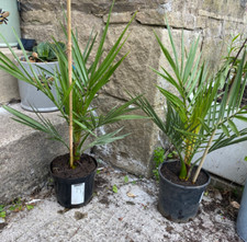 Pair of Hardy Phoenix Palm