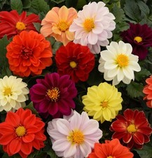 Dahlia mini plug plants mixed