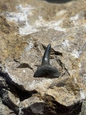 Eocene Sand Tiger Tooth Fossil Lucky Dip! Herne Bay, UK