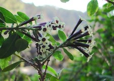 BLACK BEAUTY CESTRUM –