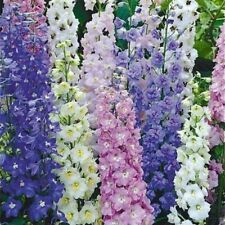 DELPHINIUM HARDY PERENNIAL PLANT DIFFERENT TYPES OF SEEDS  TO CHOOSE