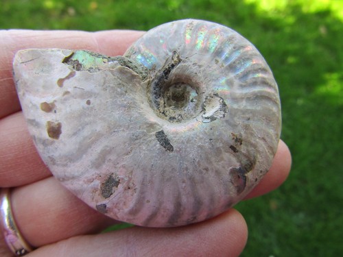 Madagascar ammonite fossil - madagascar,