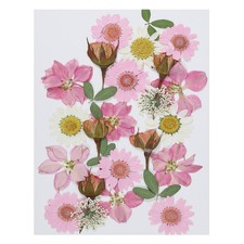 Dried Pressed Flowers Natural