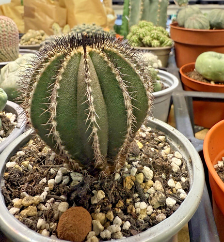 Rare uebelmannia pectinifera - rare,