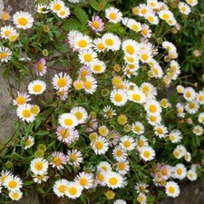 Erigeron plug plants flowers - erigeron,