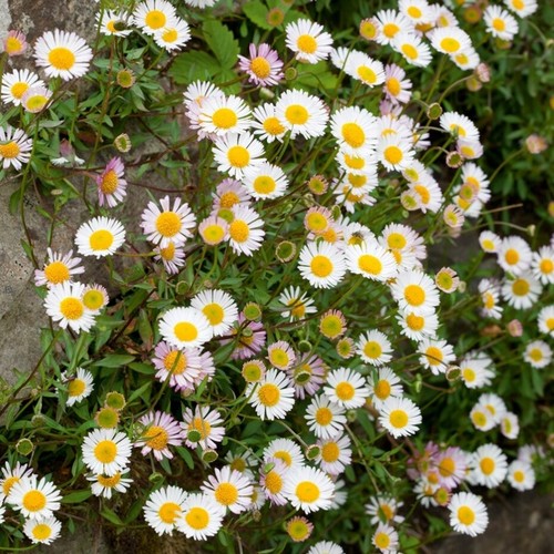 Erigeron plug plants - plants, flowers