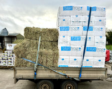 Blue frog shavings - frog,