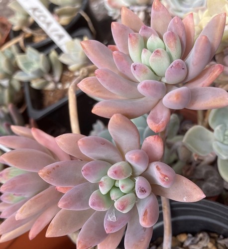 Graptosedum darley sunshine - darley,