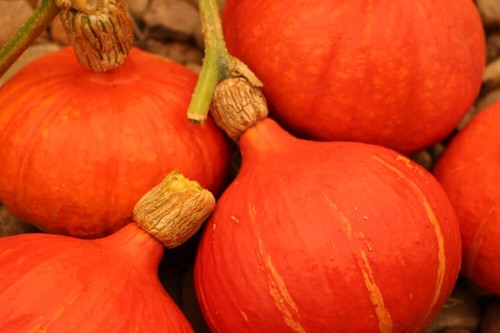 Vegetable seeds 100 - seeds, uk