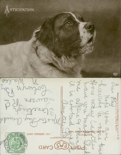 Anticipation dog - anticipation, ea