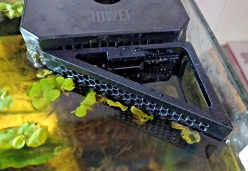Magnetic shrimp plant guard - magnetic, +